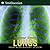 Lungs: All about Our Respiratory System and More!