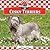 Cesky Terriers (Dogs Set 11)