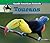 Toucans (South American Animals)
