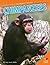 Chimpanzees (Smartest Animals)