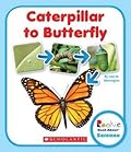 Caterpillar to Butterfly