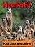 Meerkats! Learn About Meerkats and Enjoy Colorful Pictures - Look and Learn! (50+ Photos of Meerkats)