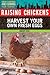 Raising Chickens (Urban Gardening and Farming for Teens)
