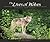 Lives of Wolves, Coyotes and Foxes (Wildlife Appreciation)