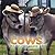 Cows Like You've Never Seen
