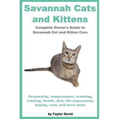 savannah cat care