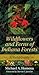 Wildflowers and Ferns of Indiana Forests by Michael A. Homoya