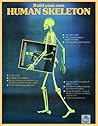 Human Skeleton