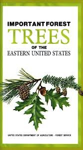 Important Forest Trees of the Eastern United States (Paperback)