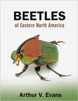 Beetles of Eastern North America (Paperback)