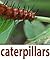 Caterpillars: A picture book of caterpillars.