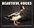 Beautiful Ducks: Portraits ...