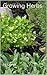 Growing Herbs, How To Grow Herbs in Beds, Containers, Pots, Baskets, Window Boxes