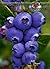 Blueberries in Your Backyard: How to Grow America’s Hottest Antioxidant Fruit for Food, Health, and Extra Money (Booklet)