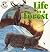Life in a Forest