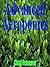 Advanced Aeroponics