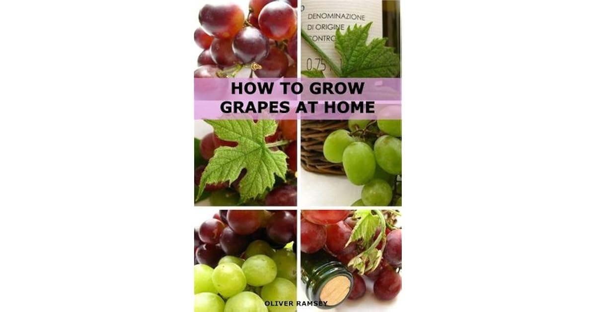 How to Grow Grapes at Home Dummies Guide to Growing Grapes from Seeds