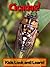 Cicadas! Learn About Cicadas and Enjoy Colorful Pictures - Look and Learn! (50+ Photos of Cicadas)