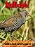 Rallidae! Learn About Rallidae and Enjoy Colorful Pictures - Look and Learn! (50+ Photos of Rallidae)