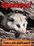 Opossums! Learn About Opossums and Enjoy Colorful Pictures - Look and Learn! (50+ Photos of Opossums)