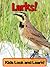 Larks! Learn About Larks and Enjoy Colorful Pictures - Look and Learn! (50+ Photos of Larks)