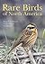 Rare Birds of North America