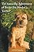 The Amazing Adventures of Bertie the Border Terrier
