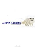Alopex Lagopus