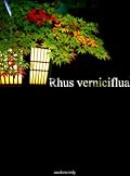 Rhus Verniciflua