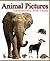 Animal Pictures Alphabetically with Names by Dinesh Rajan