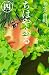 ちはやふる 4 (Chihayafuru, #4)