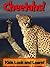 Cheetahs! Learn About Cheetahs and Enjoy Colorful Pictures - Look and Learn! (50+ Photos of Cheetahs)