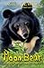 Moon Bear
