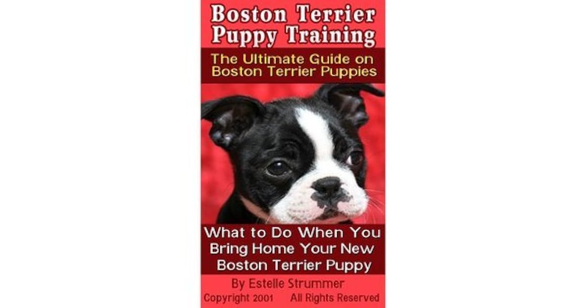 boston terrier puppy training