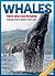 Whale Facts and Cool Pictur...