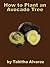 How to Plant an Avocado Tree