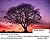 The Circle in the Forest: A story for children, as re-told by Stephen Windwalker