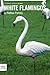 White Flamingos
