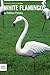 White Flamingos