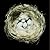 Nests: Fifty Nests and the Birds that Built Them