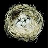 Nests: Fifty Nest...