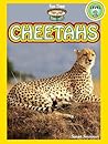 Cheetahs