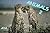 Animals 2