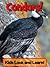Condors! Learn About Condors and Enjoy Colorful Pictures - Look and Learn! (50+ Photos of Condors)