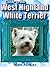 Guide to the West Highland White Terrier