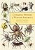 Common Spiders of North America