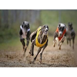 greyhound bet android app