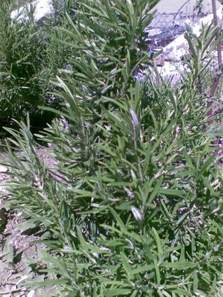 The Effects of Herbal Teas, Indian Spices, and the Best Traditional Medicine (Kindle Edition)