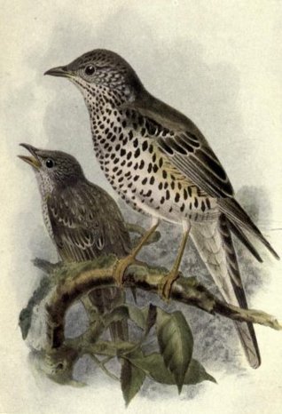 Birds of Britain (Kindle Edition)