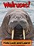 Walruses! Learn About Walruses and Enjoy Colorful Pictures - Look and Learn! (50+ Photos of Walruses)